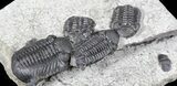 Nice Eldredgeops (Phacops) Trilobites Multiple - New York #32447-2